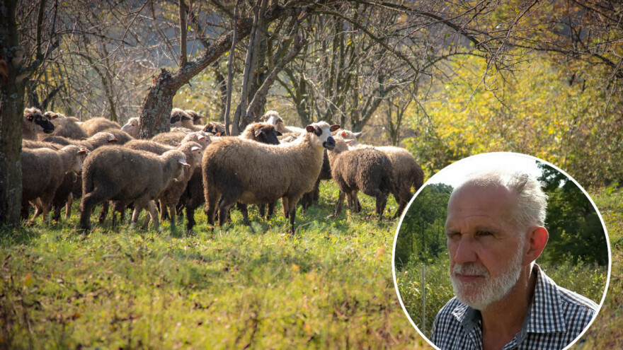 Unutarnji paraziti kod malih preživača - kako zaštititi i liječiti životinje?