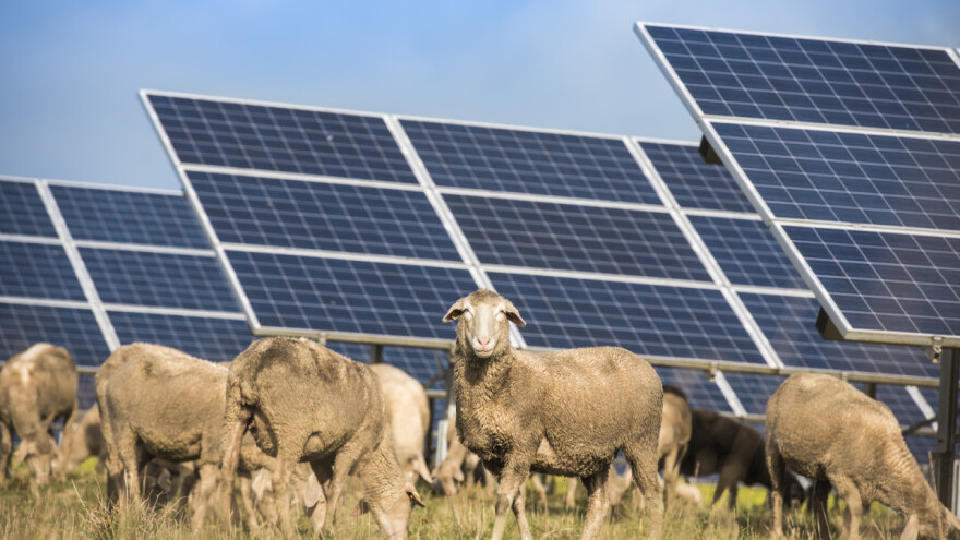 U Volkswagenu zapošljavaju ovce i magarce