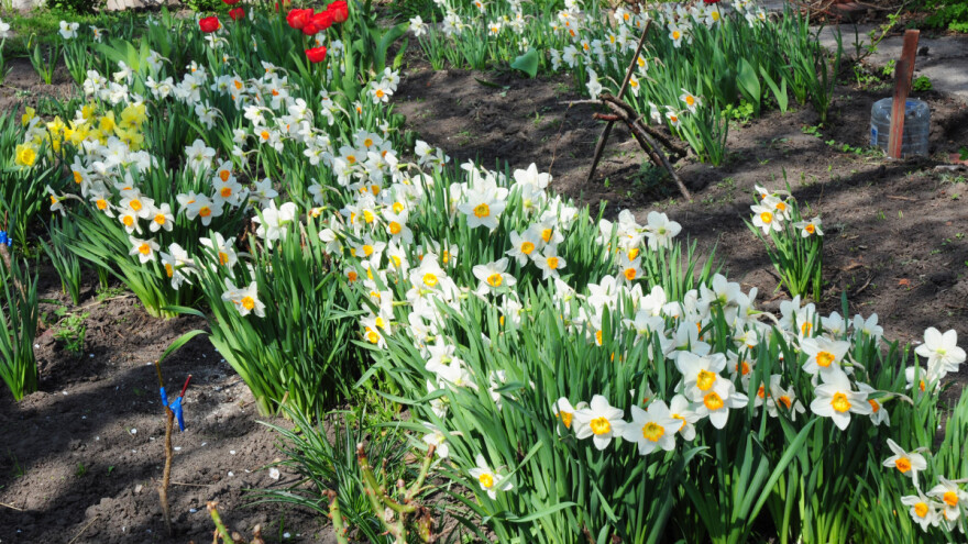 Sadnja jesenskih lukovica - oprez s dezinfekcijom i gnojidbom
