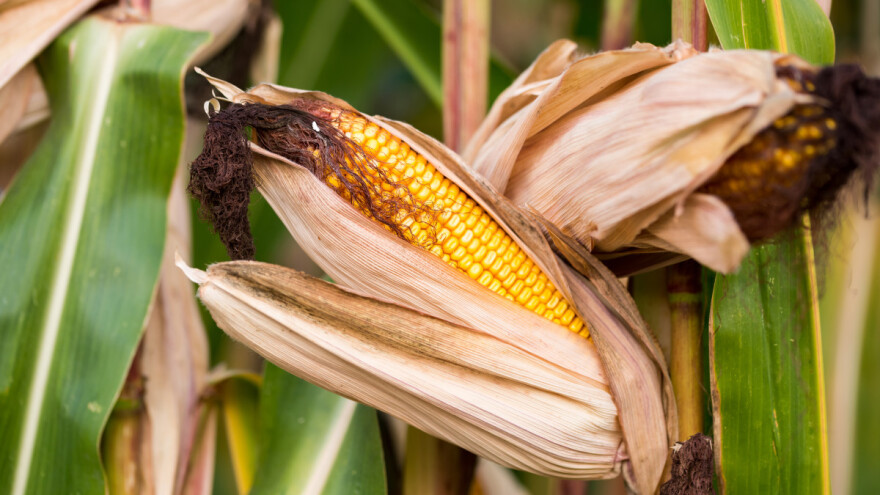 Kakvi su izgledi za kukuruz u sezoni 2023./24.?