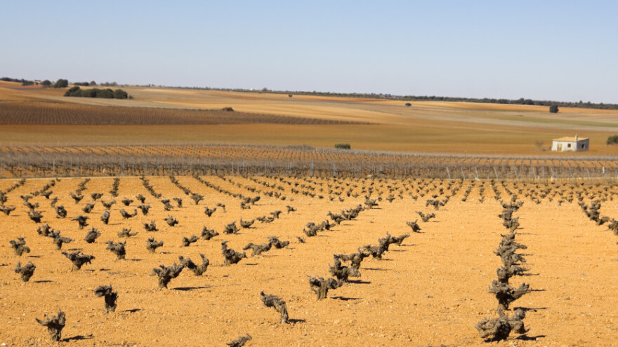 Sedam zanimljivosti o vinovoj lozi i vinogradarstvu