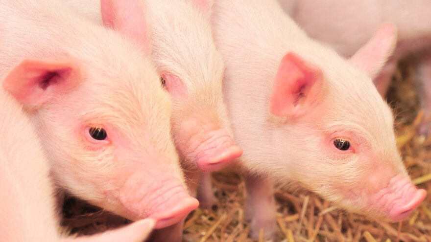 Pokreće se globalna platforma za partnerstvo uzgajivača svinja