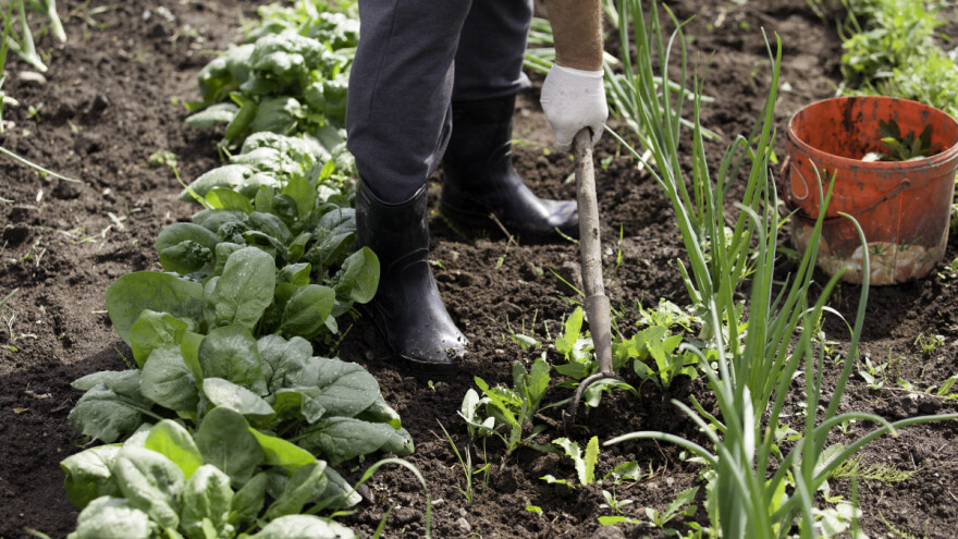 Zašto i kada okopavati povrće?