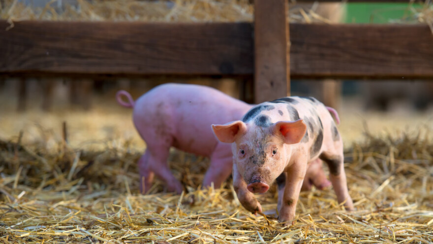 EU ima problema sa svinjogojstvom - EK osnovala službenu skupinu za njihovo rješenje
