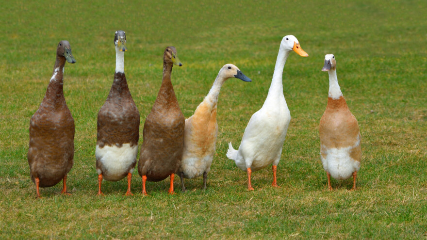Indijske patke trkačice višestruko su korisne