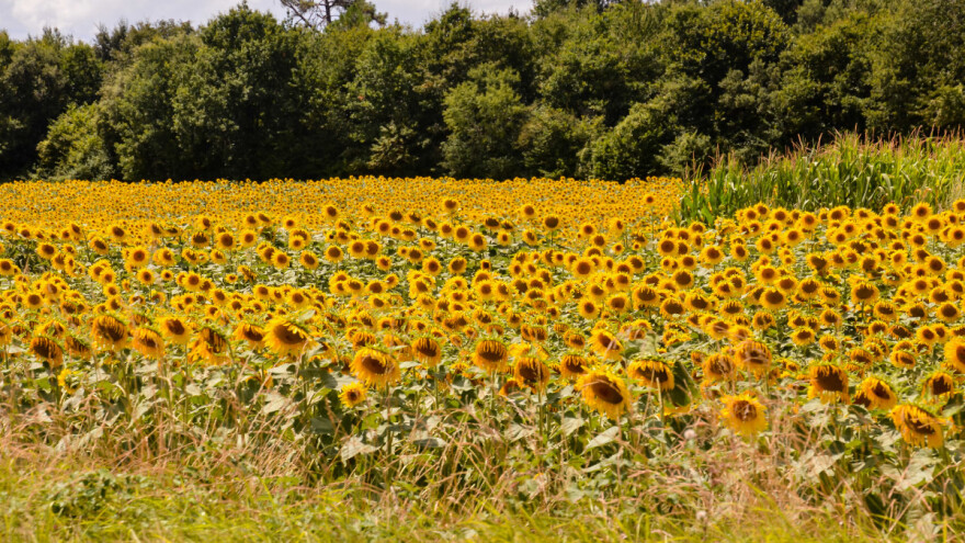 Pohitali sijati suncokret na ugaru - u Francuskoj koriste i tla lošije kvalitete