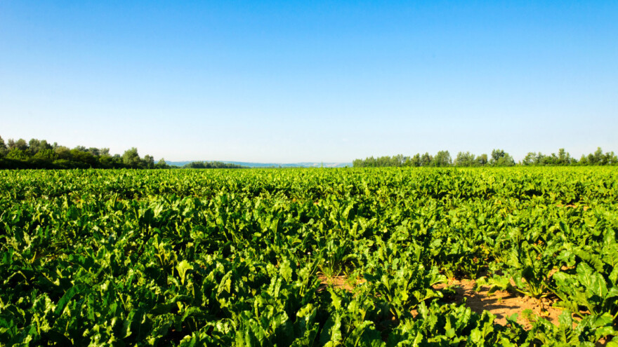 Bezbednost hrane: Hitno odobrenje upotrebe neonikotinoida opravdano?