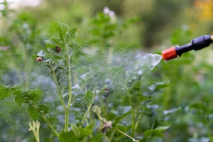 Neem ulje za poljoprivredne svrhe - evo sedam načina korišćenja