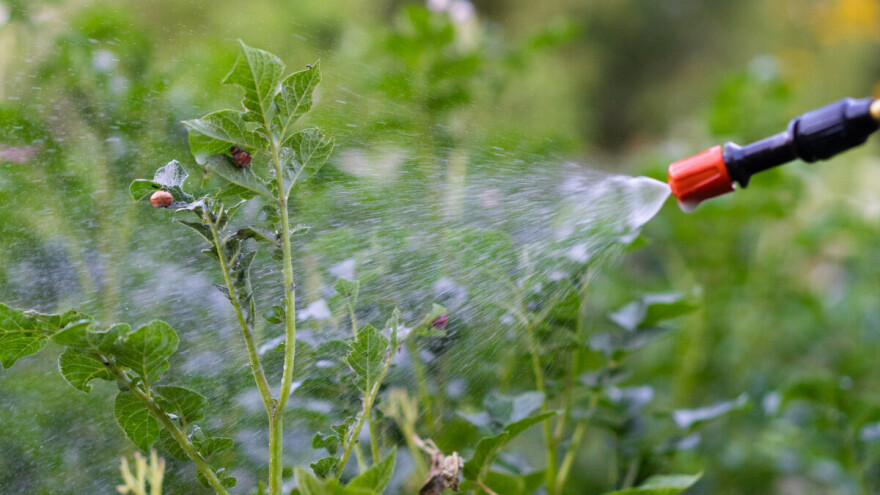 Neem ulje za poljoprivredne svrhe - evo 7 načina korištenja