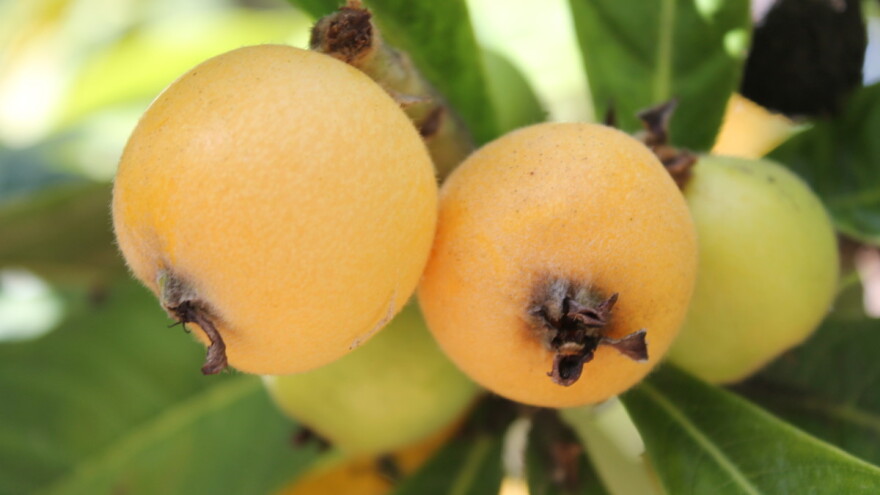 Zašto uzgajati japansku mušmulu?