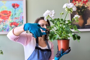Kako sačuvati geranij i pelargoniju preko zime?
