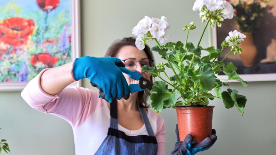 Kako sačuvati geranijum i pelargoniju preko zime?