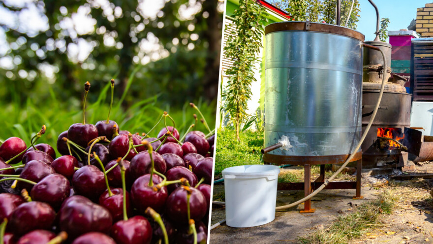 Oko rakije od trešanja treba se ozbiljno potruditi