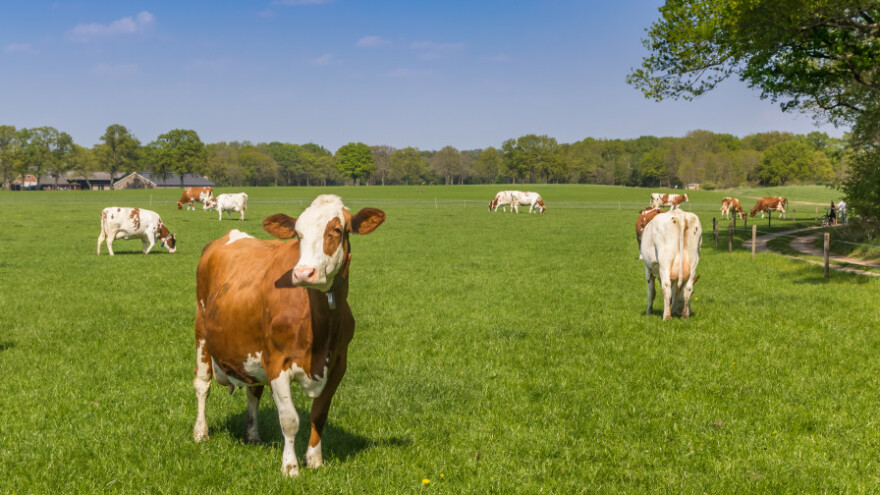 Trajno zatvaranje: Gotovo 1,5 milijardi eura za prestanak bavljenja stočarstvom