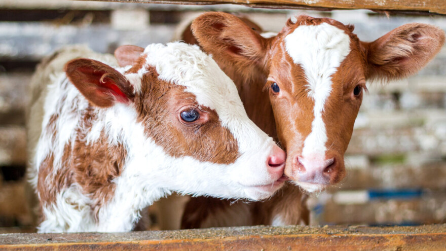 Koje su prednosti držanja teladi u paru?