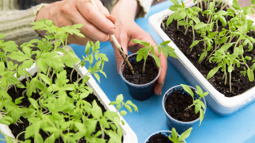 Kako se pikiraju sadnice?