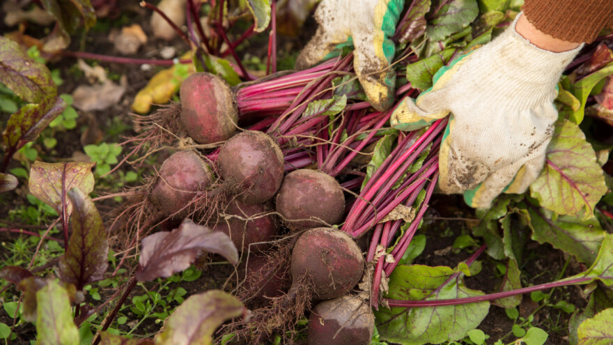 Da li cveklu treba izvaditi pre smrzavanja zemljišta?