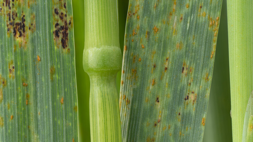 Otkriven gen koji je nosilac otpornosti na rđu