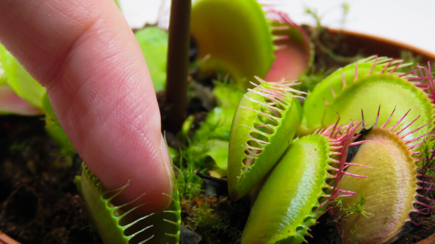 Muholovke su hirovite, zahtijevaju brigu, optimalne uslove i poseban tip supstrata