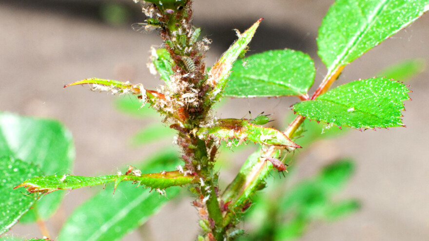 Lisne vaši na ružama - ove godine kolonije su brojne