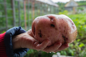 Krumpir težak gotovo osam kilograma ulazi u Guinnessovu knjigu rekorda?