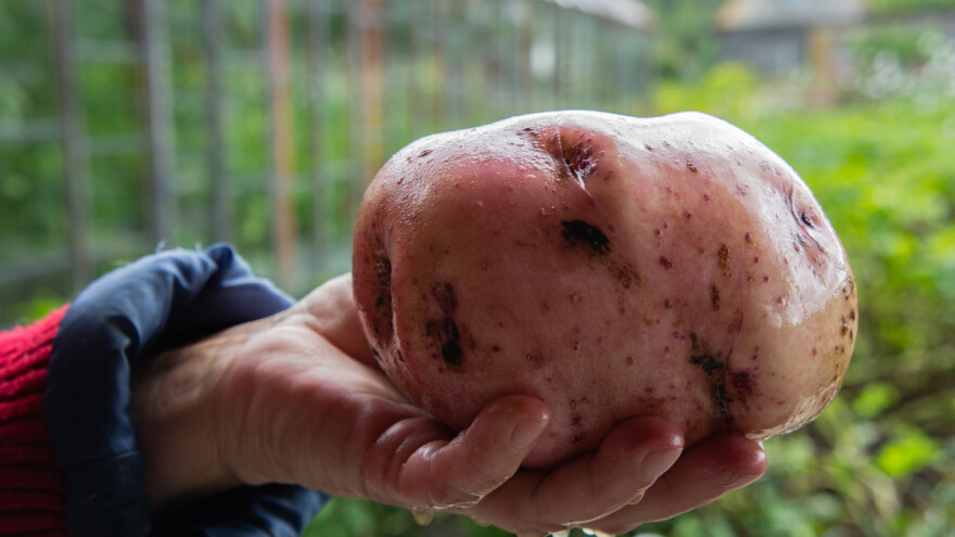 Krumpir težak gotovo osam kilograma ulazi u Guinnessovu knjigu rekorda?