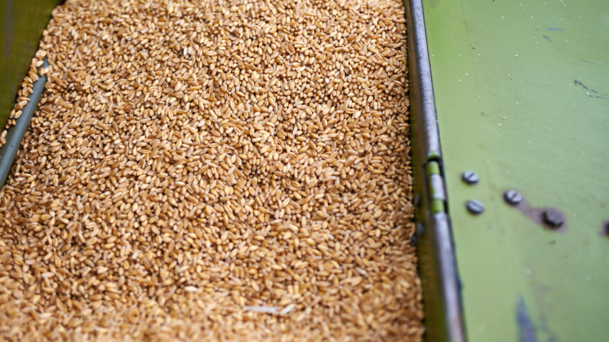 Je li cijena pšenice za sjetvu zaista 50 posto viša?