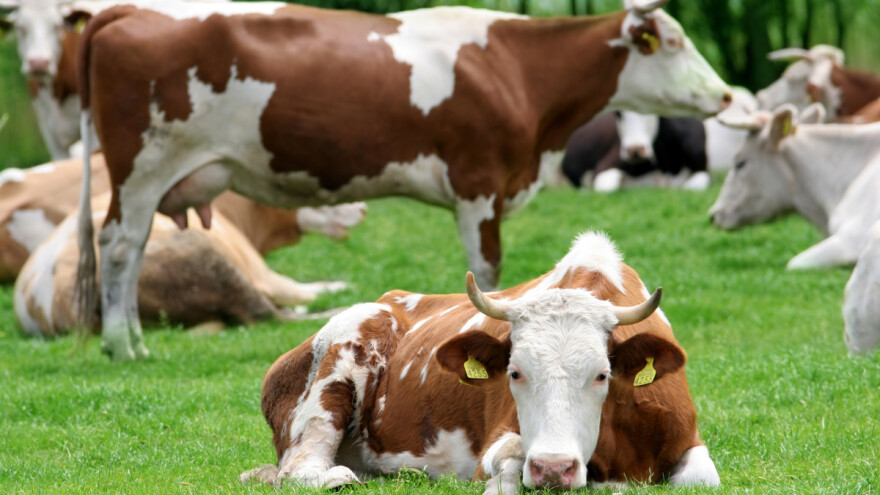 Šta ako je rog goveda oštećen ili slomljen?
