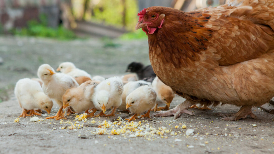 Inkubacija jaja živine: Kako dobiti novu generaciju?