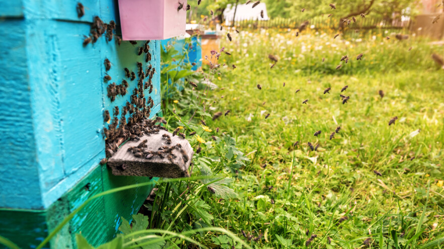 Kako elektromagnetsko zračenje utječe na život pčela?