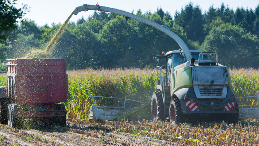 Kako napraviti kvalitetnu silažu od kukuruza koji je pretrpio ozbiljan toplinski stres?
