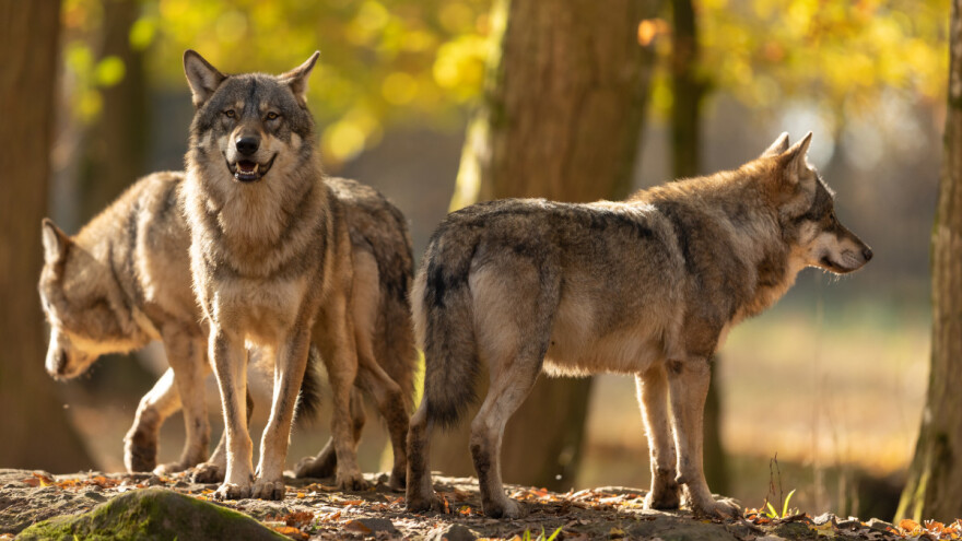 Švicarska daje zeleno svjetlo za odstrjel dva vuka, vođe čopora