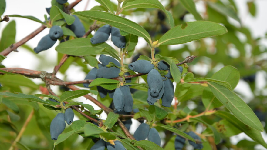 U kasnu jesen sadi se haskap - voćka otporna na temperature do -47°C