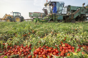 Suša smanjuje prinose industrijske rajčice - čeka nas manjak kečapa i sosa?