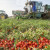 Suša smanjuje prinose industrijske rajčice - čeka nas manjak kečapa i sosa?