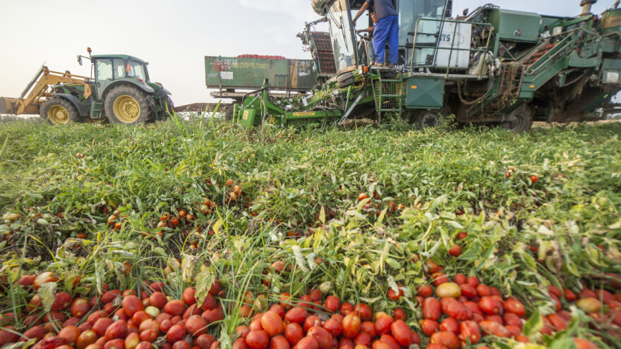 Suša smanjuje prinose industrijskog paradajza - čeka nas manjak kečapa i sosa?