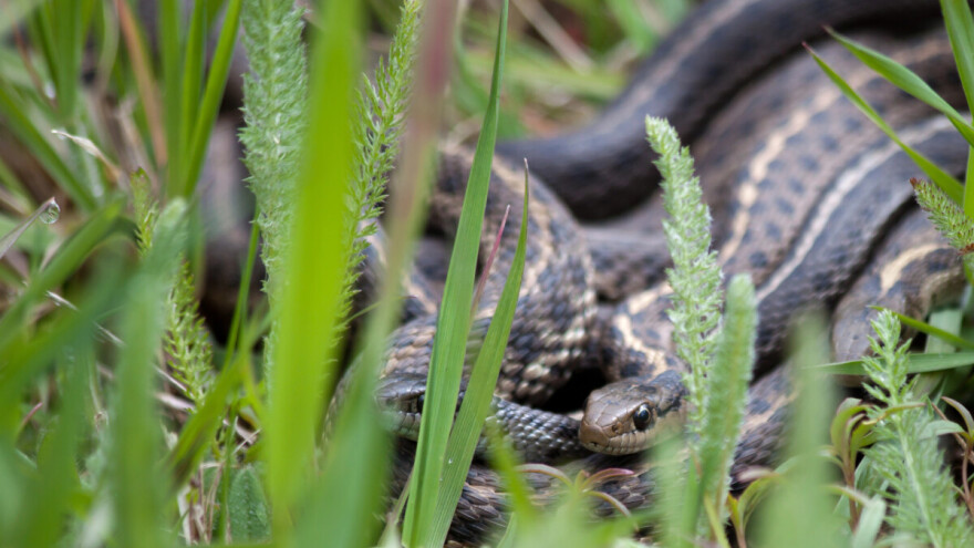Kako držati zmije podalje vrtova i voćnjaka?