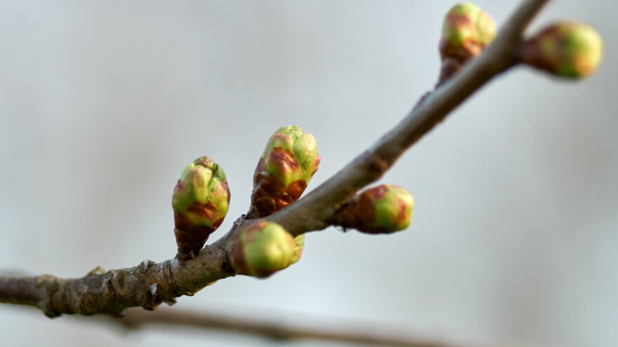 Bakterije mogu odgoditi cvjetanje i smanjiti štetu od mraza?