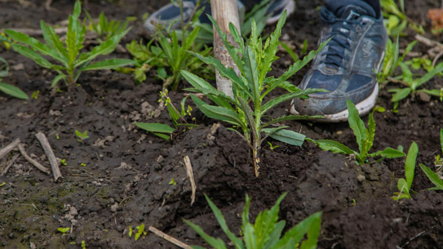 Širokolisni korovi - kako ih suzbijati?