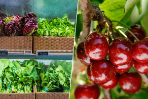 Uređivanje genoma nije isto što i GMO: Uskoro ćemo jesti trešnje bez koštice, ukusniji špinat?