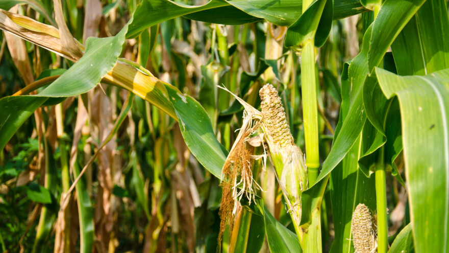 Mračna procena: Gotovo pola teritorije EU u opasnosti od teške i dugotrajne suše
