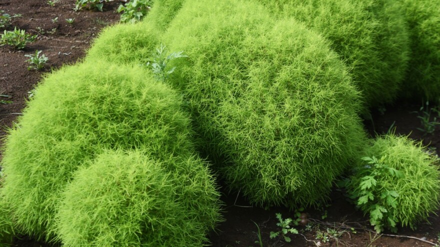 Biljka metlica: dekorativna, krmna biljka koja kontrolira eroziju tla