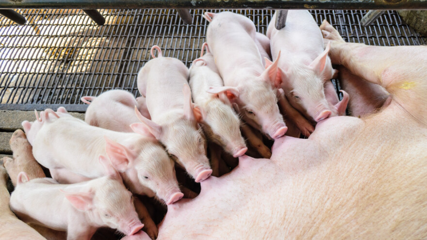 Utjecaj hranidbe krmača na prašenje: Manje kalcija, više vlakana - zašto?