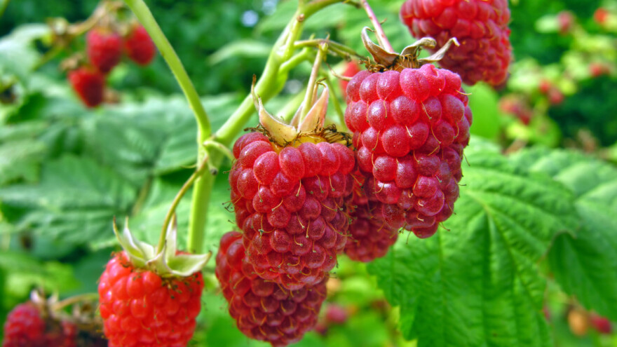 Ukrajina kriva i za cenu malina?