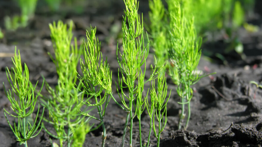 Kakvo tlo i njegu vole zelene šparoge?