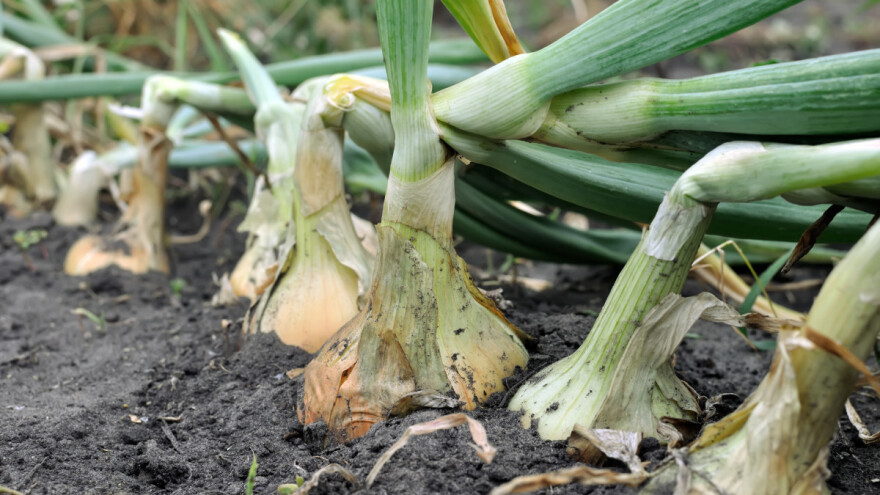 Plamenjača luka je najštetnije oboljenje svih vrsta lukova