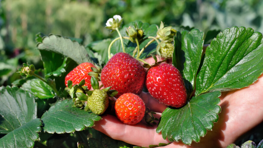 Uzgoj jagoda: Kako do većeg uroda?