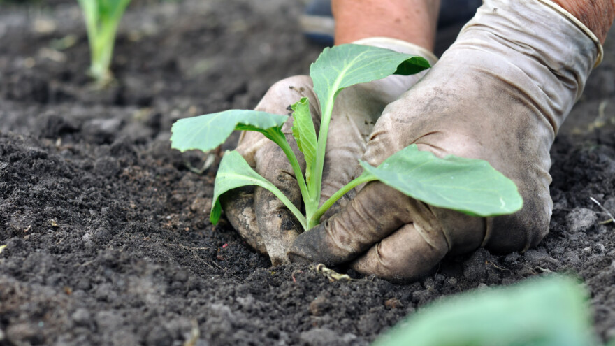 Dobre komšije kupusa će ga zaštititi od štetočina i bolesti