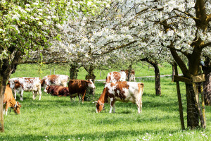 Zaštita šuma, skladištenje ugljika u tlu i održiv način prehrane - mjere za spas klime