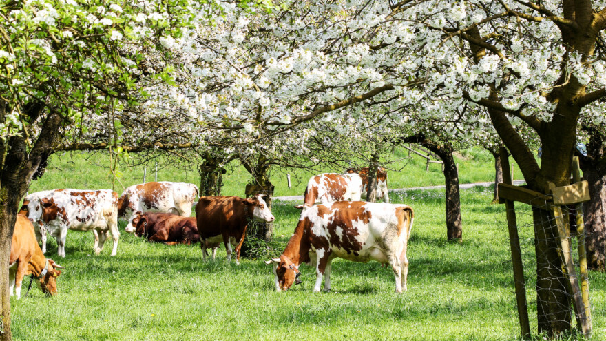 Zaštita šuma, skladištenje karbona u zemljištu i održiv način ishrane - mere za spas klime